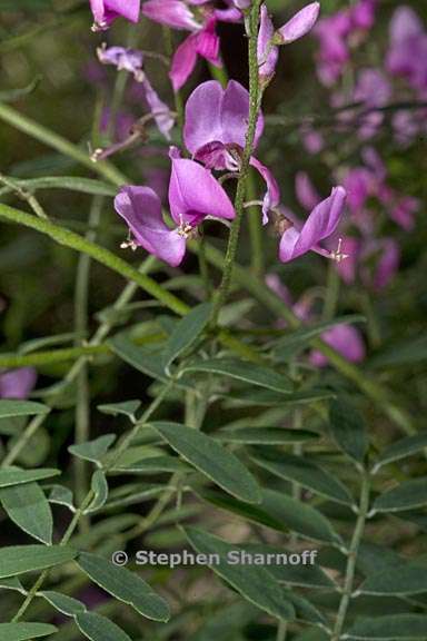 indigofera australis 3 graphic